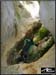 pissevieille_003rr