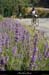 20130719_cyclo_rocles_crxderocles3