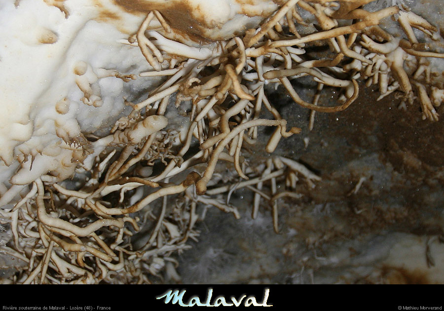 malaval0711_01mm