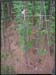 20030927_canopeeidf_03