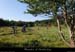 20170621_vtt_sagnesgoudoulet_cheminderanier2