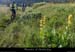 20170621_vtt_sagnesgoudoulet_pentesgrdpre