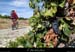 20130922_vtt_vinezac_pistedesperedes4