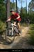 20130714_vtt_salavas_singleeucalyptus3