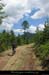 20090617_foretmezenc43_1