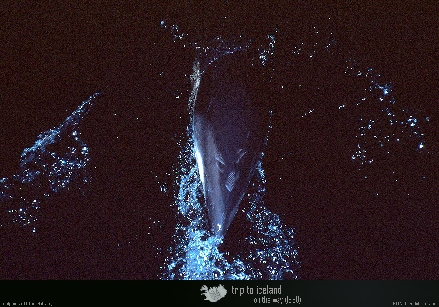 19900902_dauphins_4