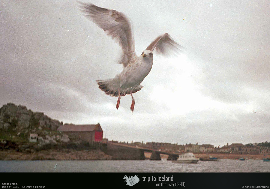 19900903_scilly_hughtown_mouette4