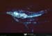 19900902_dauphins_5