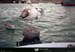 19900903_scilly_hughtown_mouettes1