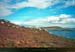 19900904_scilly_tresco_paysage_1