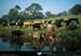 19901008_vacheslelongducanal2