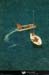 19950822_ar2etzodiacgardescotesis