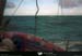 19950924_cotentin_merformee