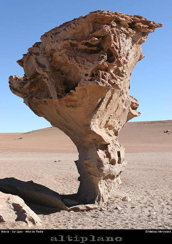 013_02_arboldepiedra