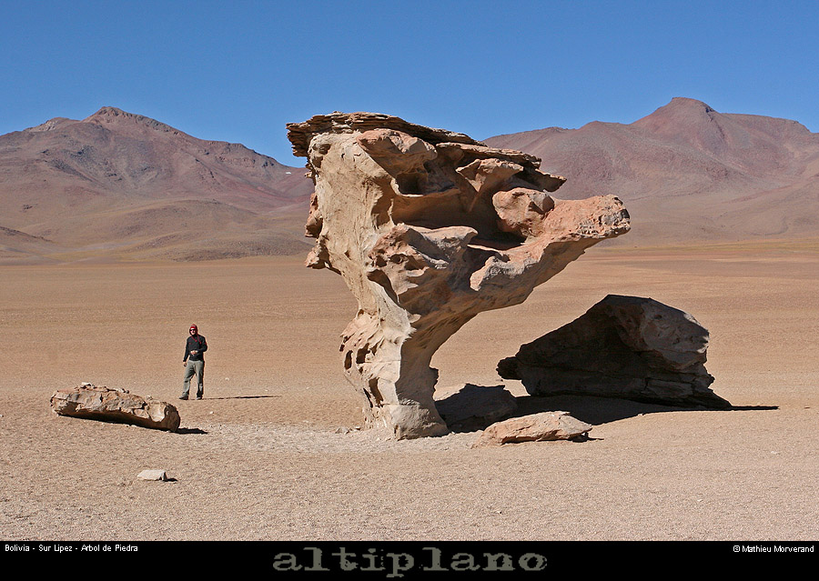 013_05_arboldepiedra