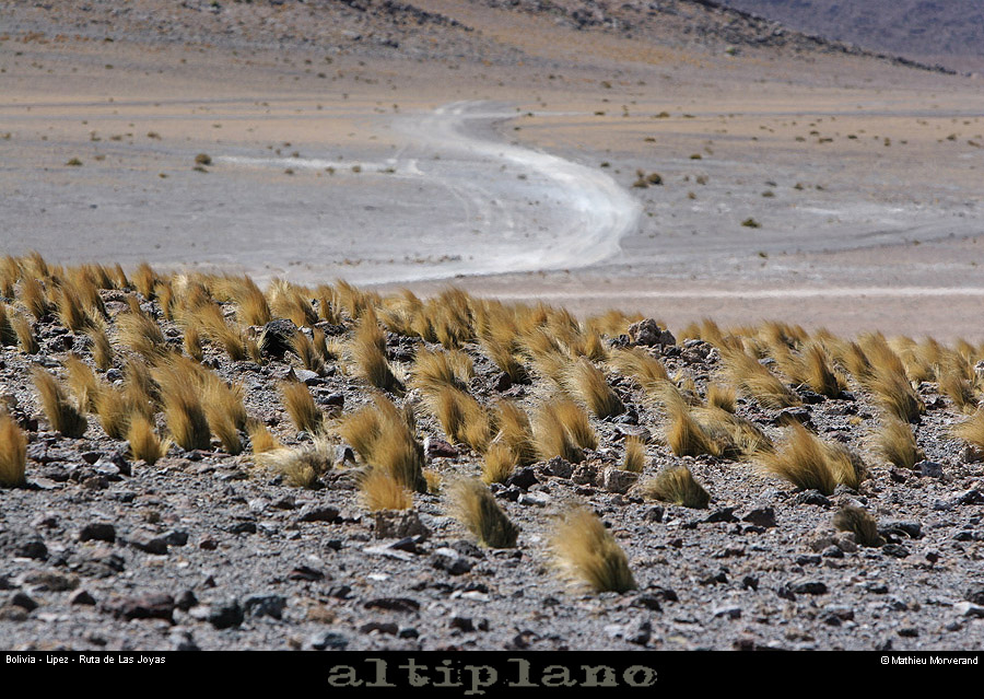 014_21_lipez