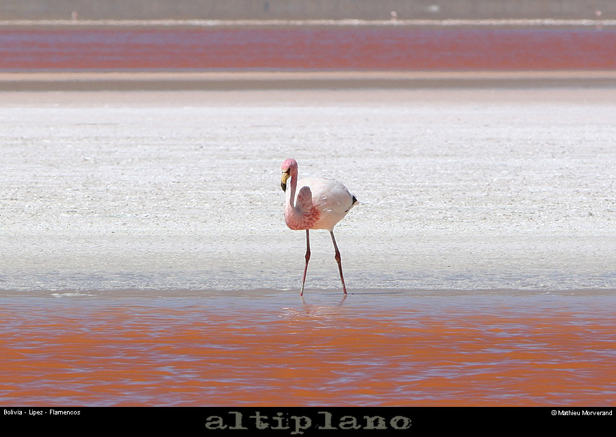 016_01_flamands
