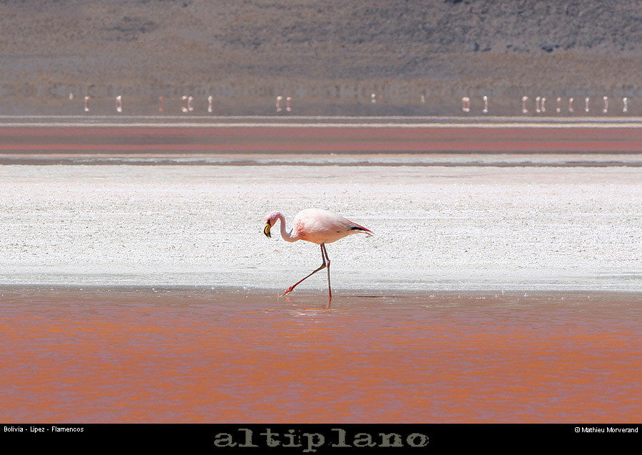 016_02_flamands