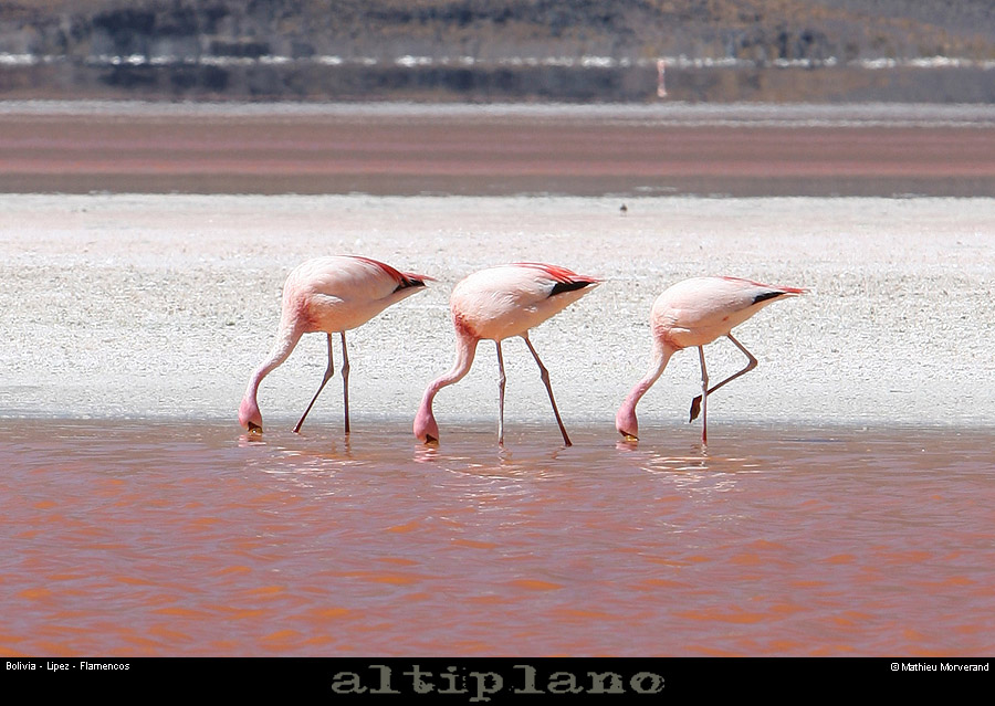 016_03_flamands