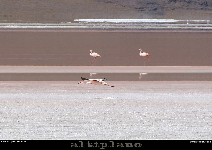 016_04_flamands
