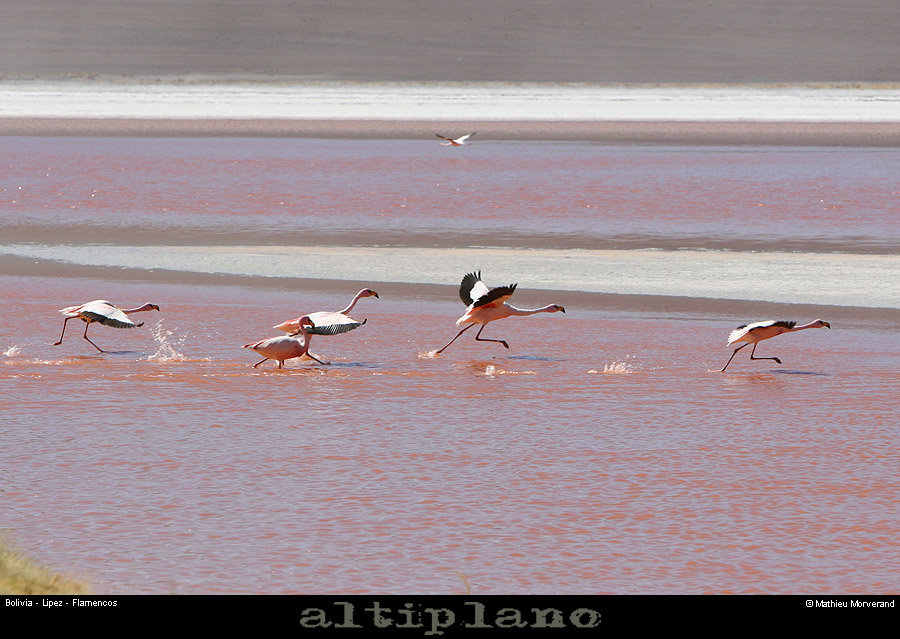 016_05_flamands