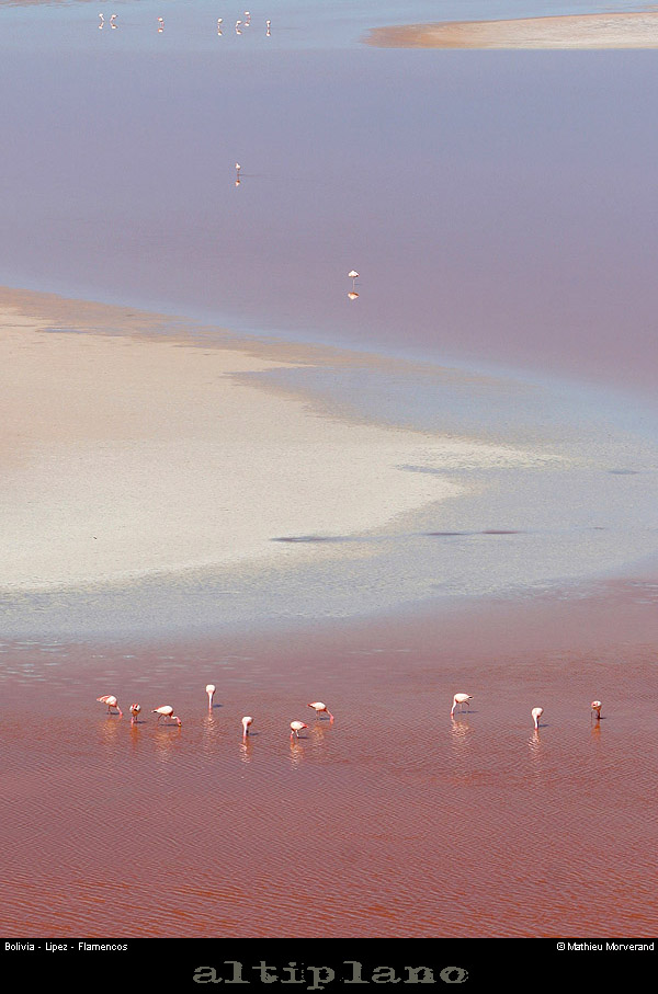 016_06_flamands