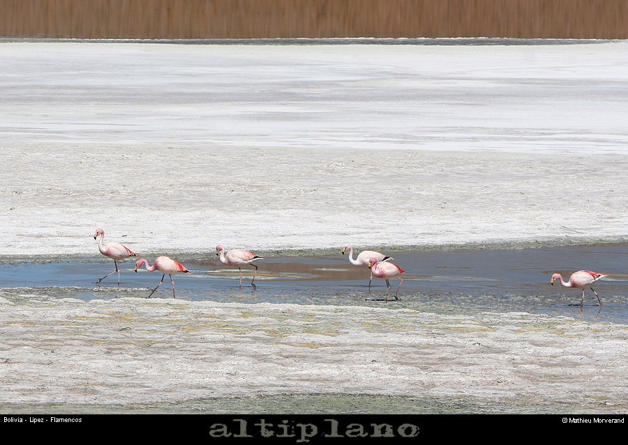 016_07_flamands