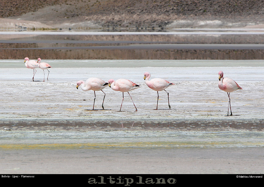 016_08_flamands