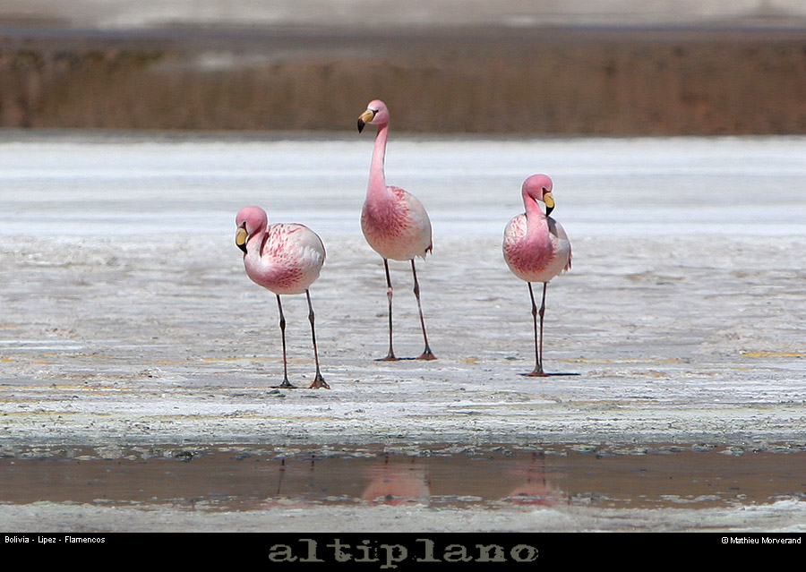 016_09_flamands