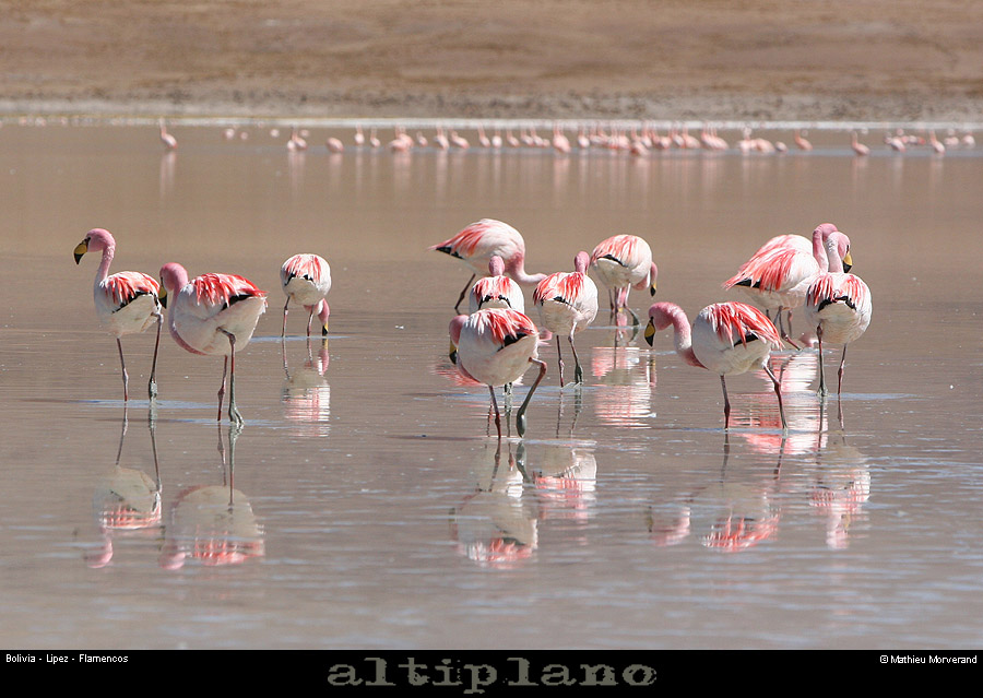 016_11_flamands