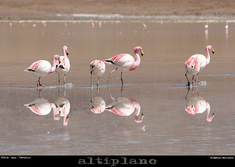016_12_flamands