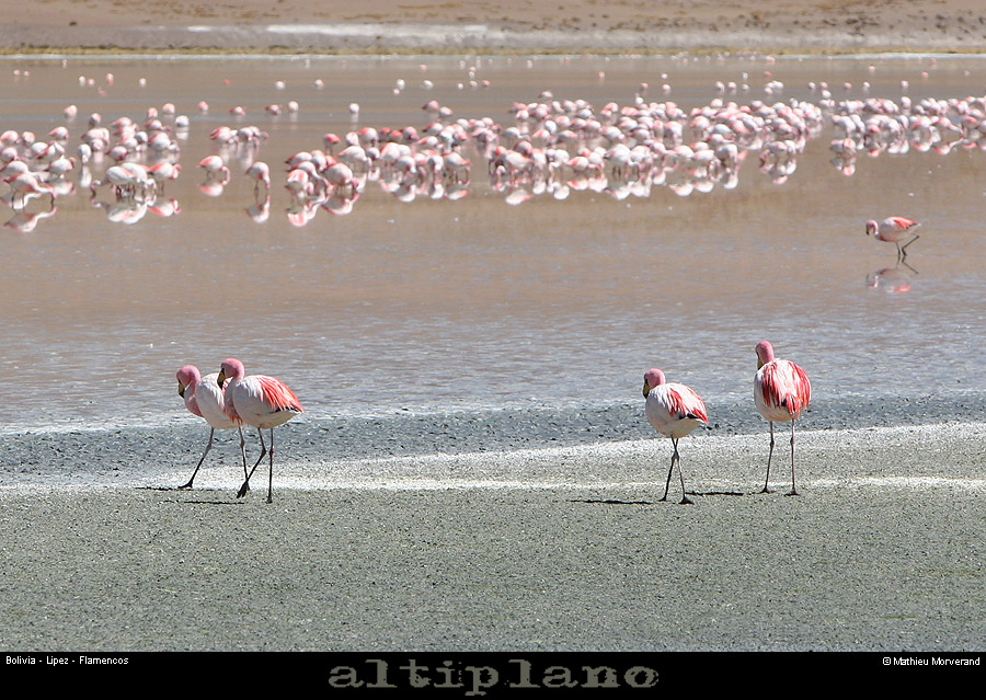 016_13_flamands