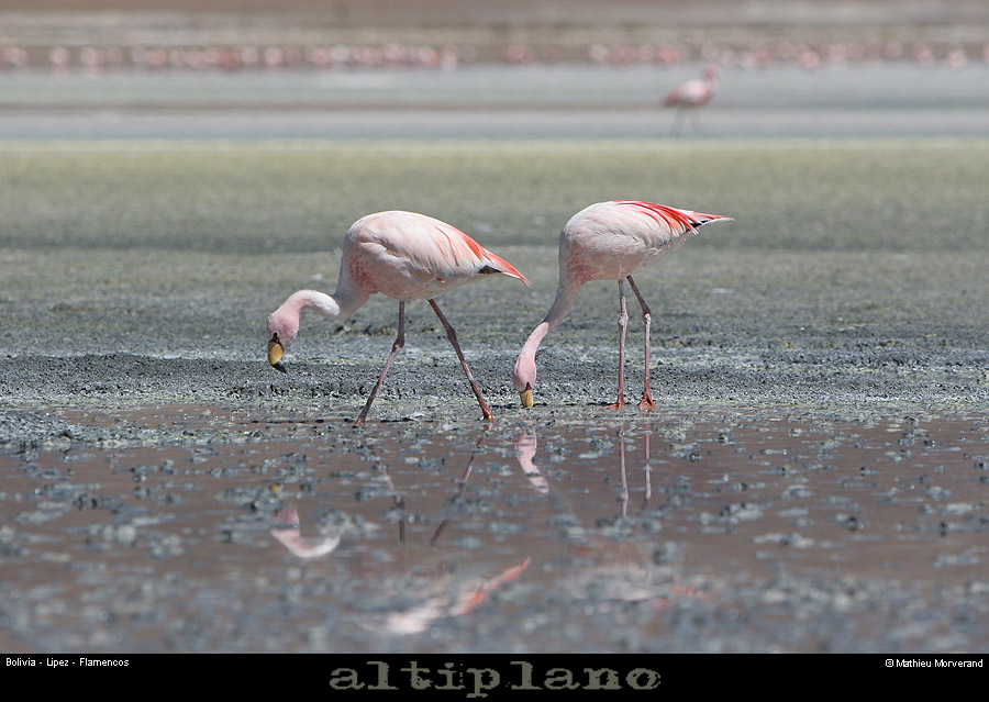 016_14_flamands