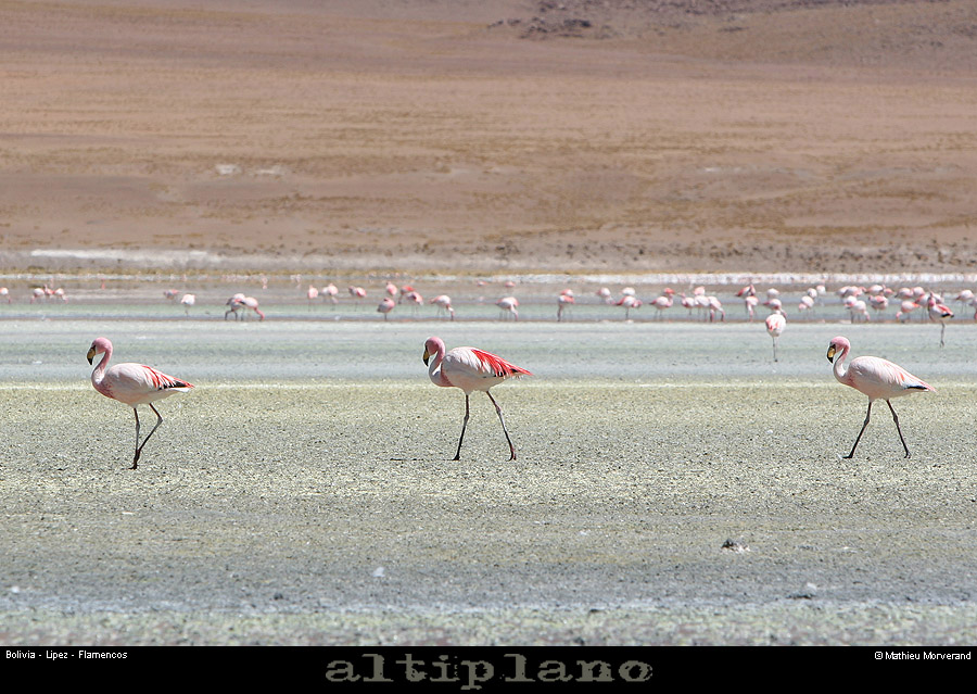 016_15_flamands