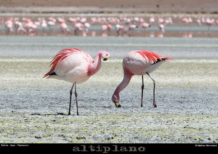 016_16_flamands