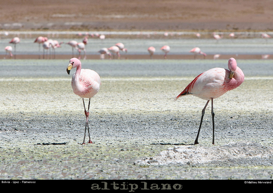 016_17_flamands