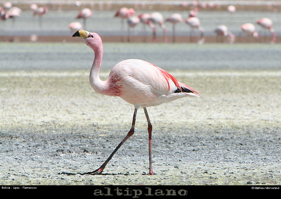 016_18_flamands