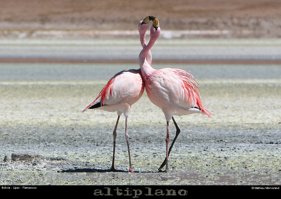 016_19_flamands