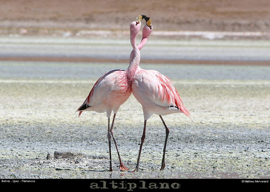 016_21_flamands