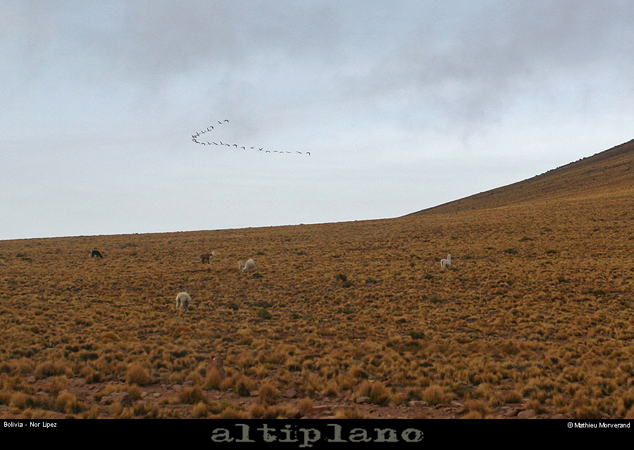 035_05_lipez