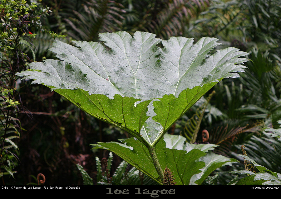 042_04_eldesague
