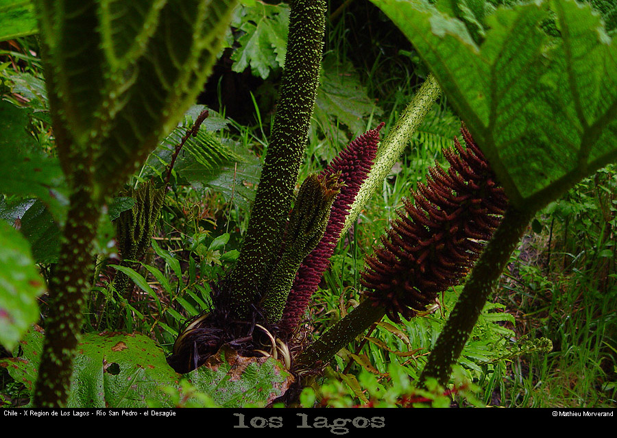 042_06_eldesague