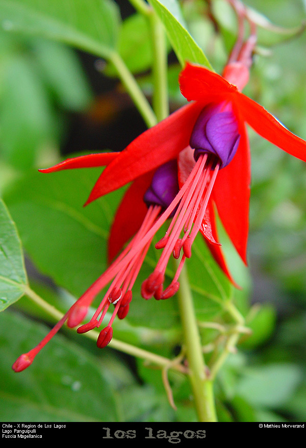 043_01_lagopanguipullifleur