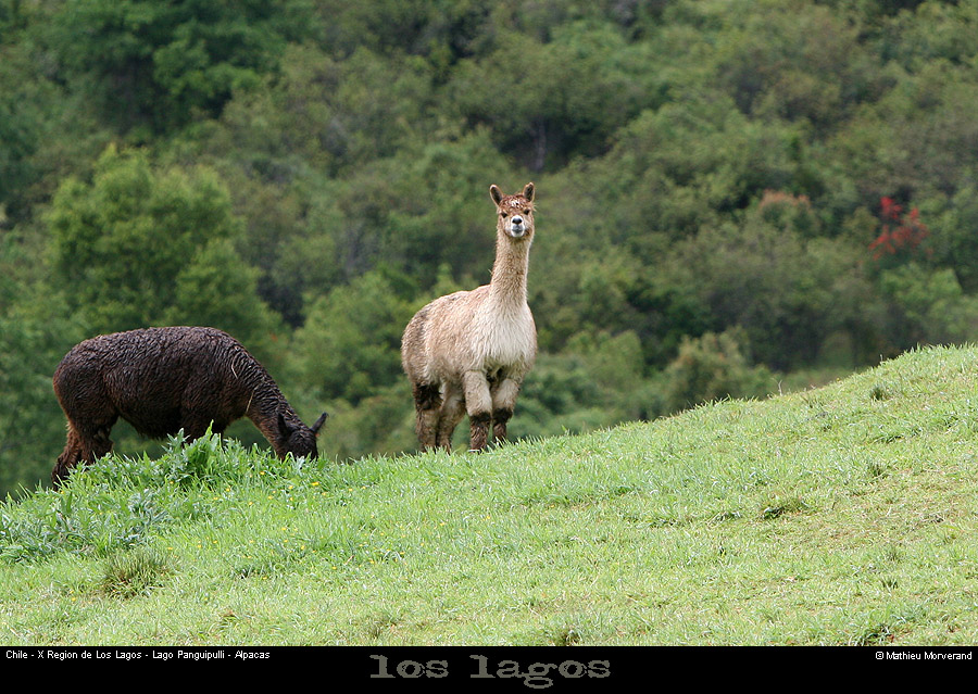 044_01_alpacas