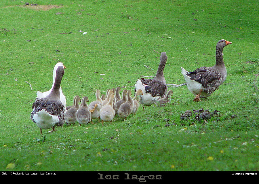 048_19_gaviotas