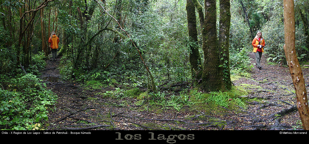061_10_petrohueboispano