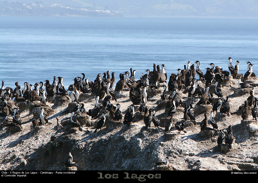072_07_ptecormorans