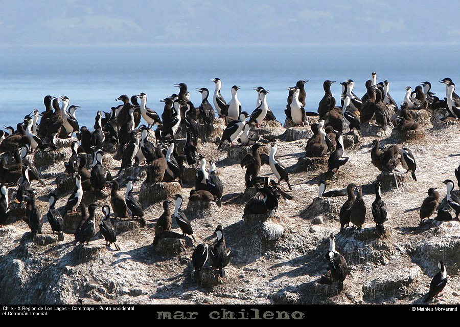 072_08_ptecormorans