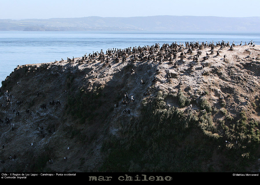 072_09_ptecormorans
