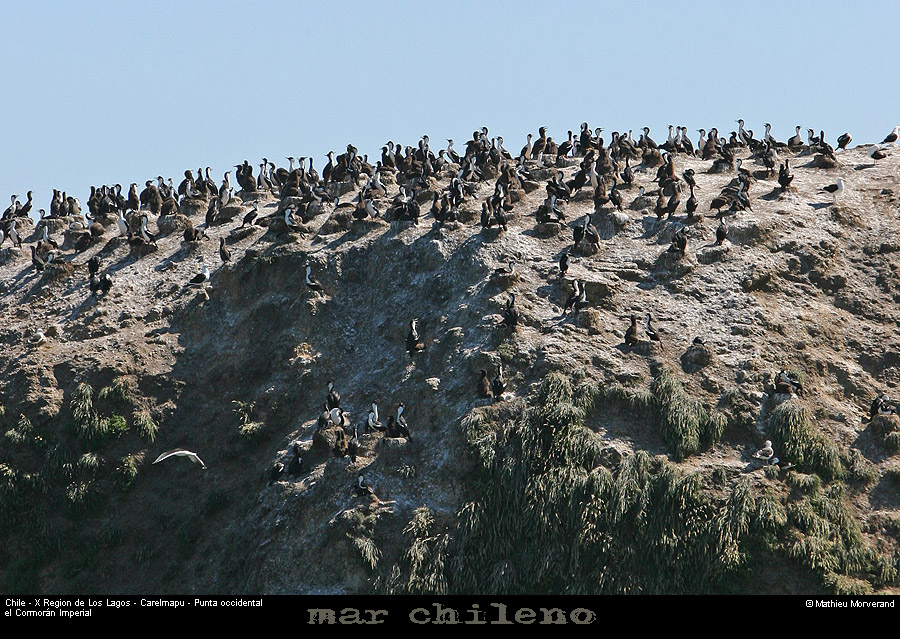 072_10_ptecormorans